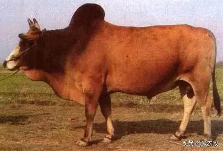 养牛不懂品种是不行的!牛品种大全!转了!
