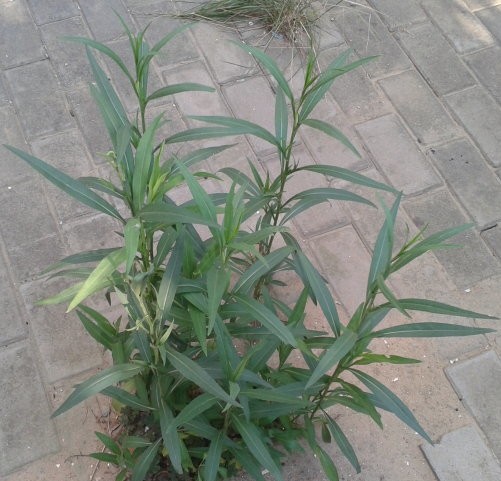 适合山东地区种植的珍稀树种,十种常见观赏草有哪些