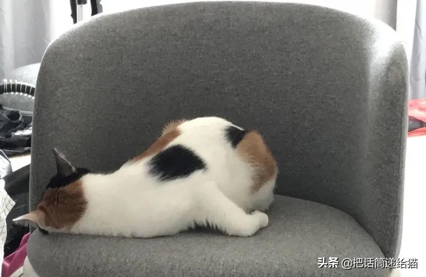 求助！我的猫以为自己是我妈怎么办？