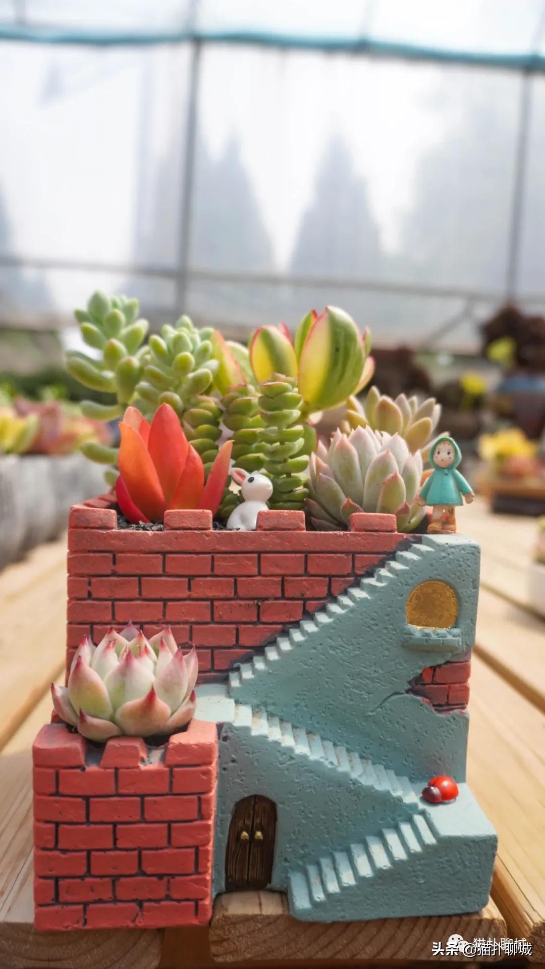 聊城最便宜的花卉批发,聊城附近的花卉市场