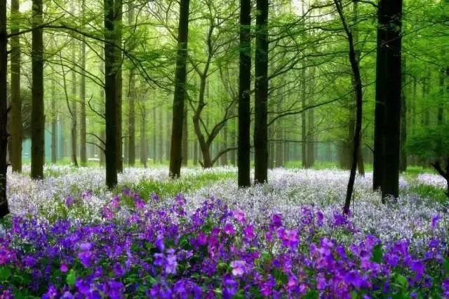 上海春游踏青好去处,上海春季踏青旅游攻略