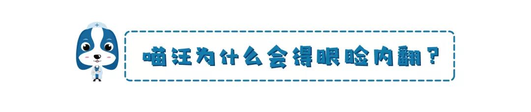 铲屎官请注意什么,铲屎官睫毛