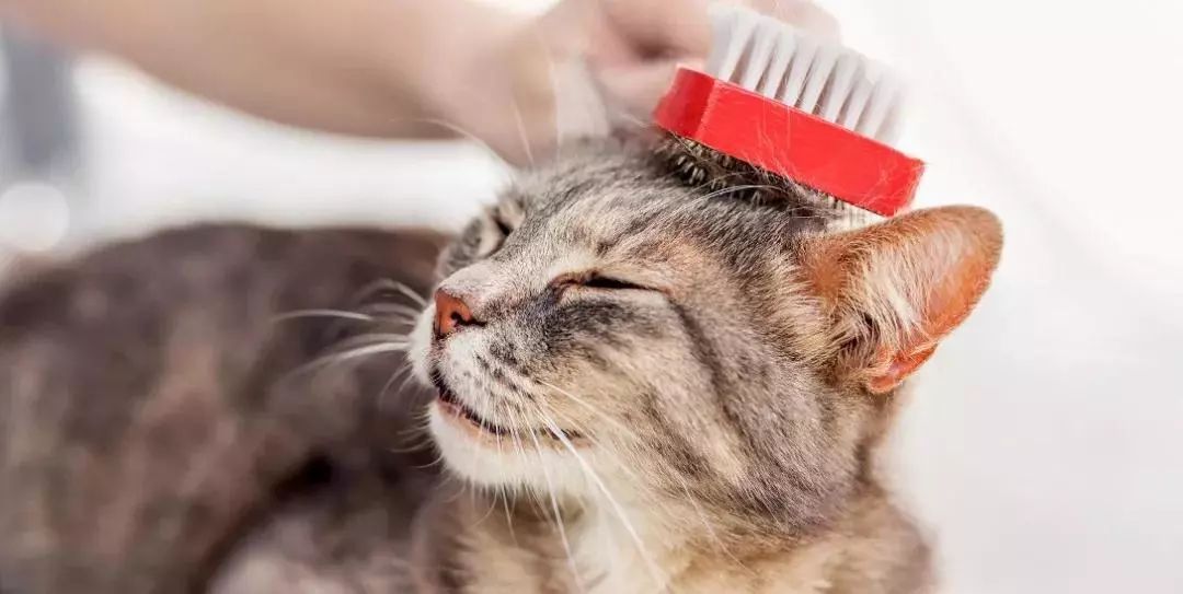 给猫主子梳毛,给猫猫梳毛用什么最好