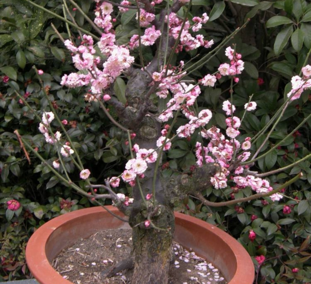 梅花开花少、不开花，应注重5个细节，春节前后就能开花满枝