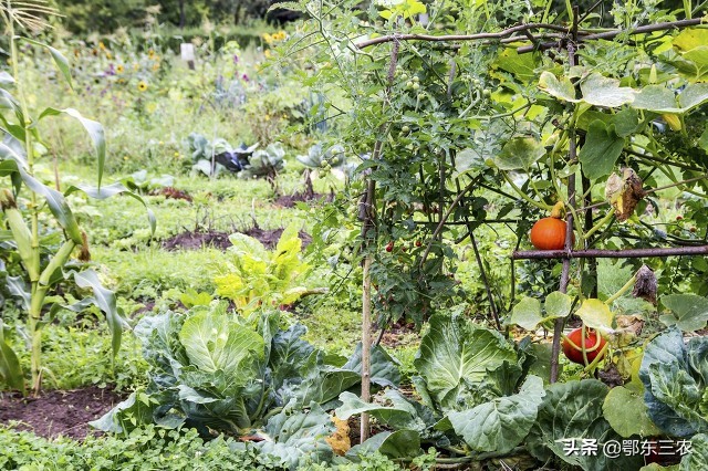 自制液体肥有效吗,农民发明灌水溶肥神器