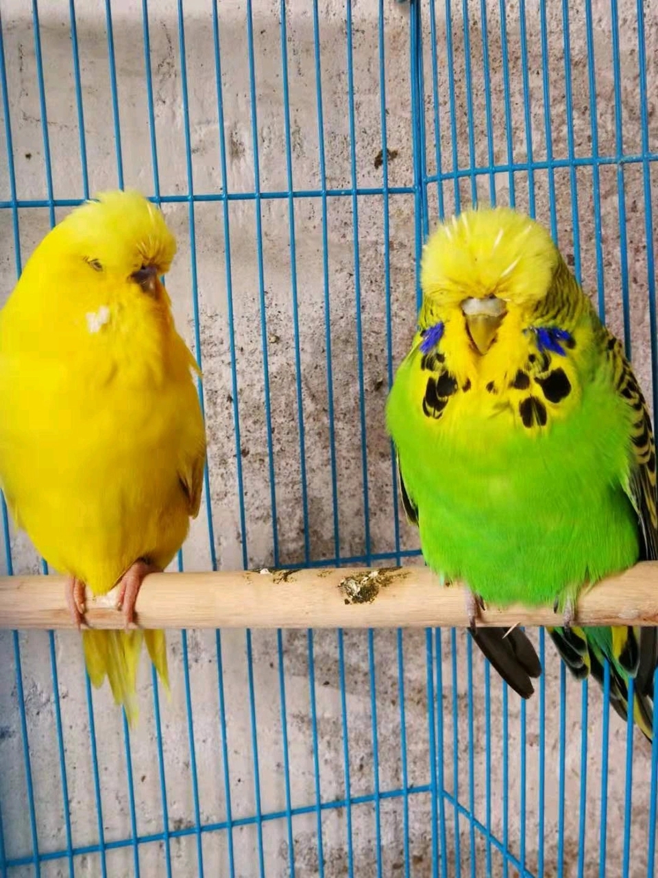 大头鹦鹉和虎皮鹦鹉哪个价格高,大头虎皮鹦鹉多少钱