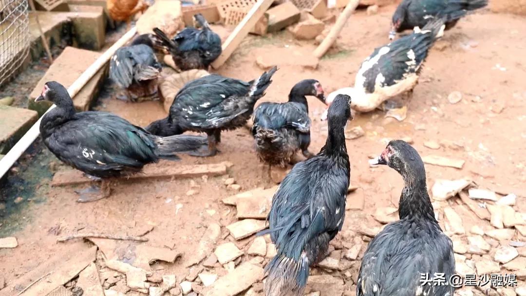 长沙家禽批发长沙市内送货上门,湖南家禽养殖基地出售