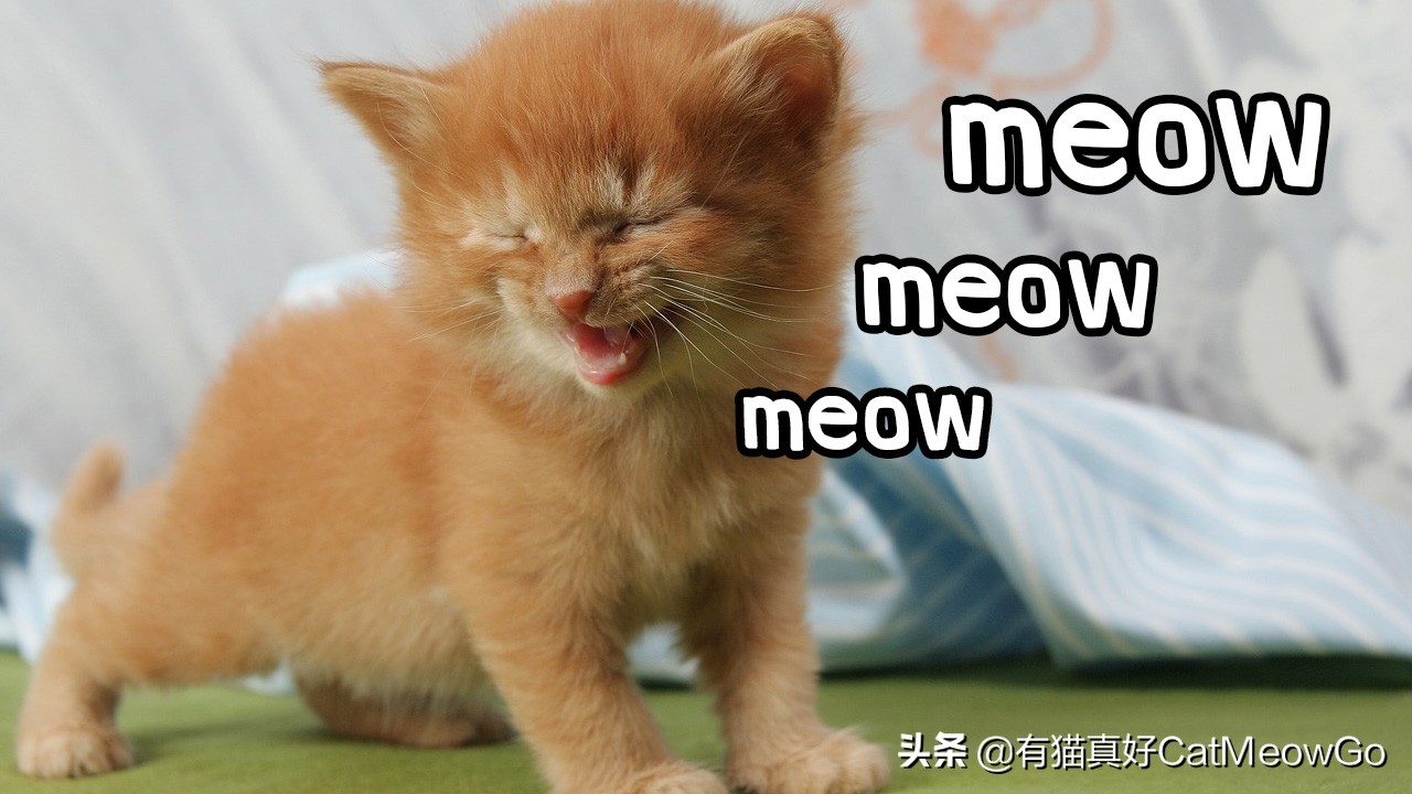 如何通过猫叫声判断猫咪年龄,猫十种叫声冷知识