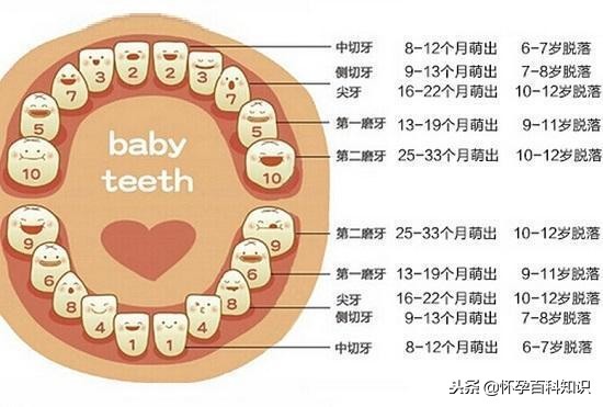 宝宝几个月长牙齿的最佳时间,宝宝牙齿生长顺序和时间