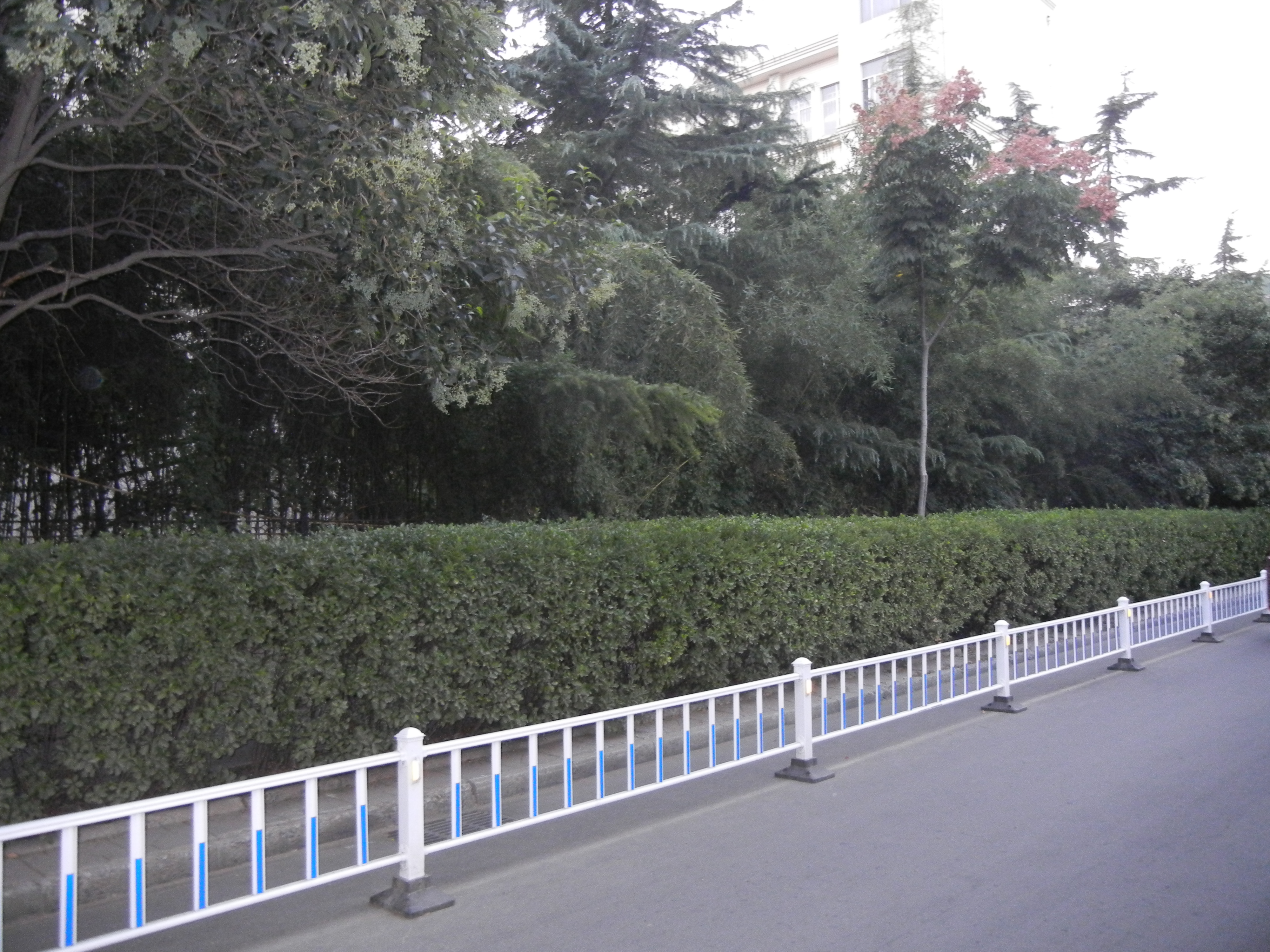 潍坊中新双语学校排名,潍坊中新双语小学排名