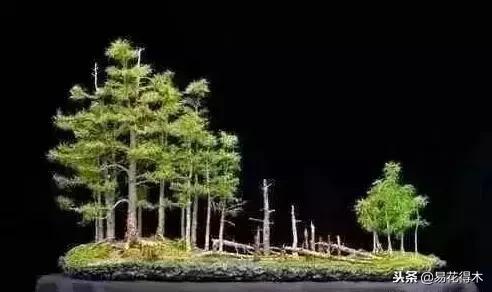 丛林式精品盆景欣赏,丛林盆景浅盆