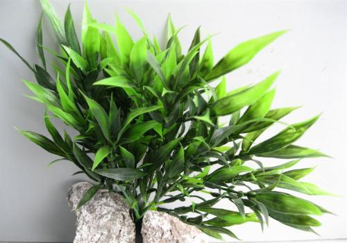 花卉夏天养什么最旺财,什么花草容易打理又要招财又好养