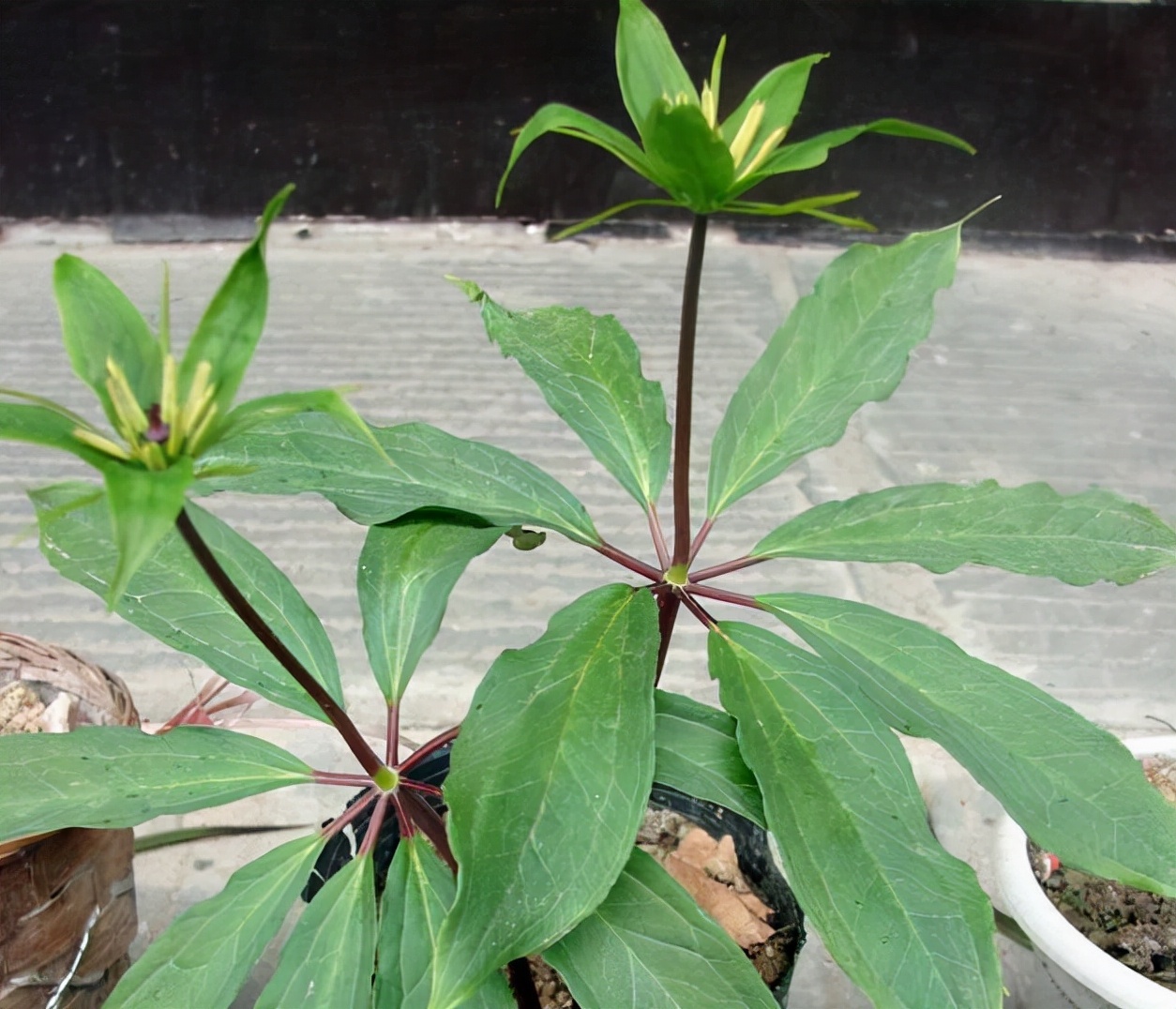 农村1种“蛇草”，叶片1层接1层，就像宝塔一样，人称“重楼”