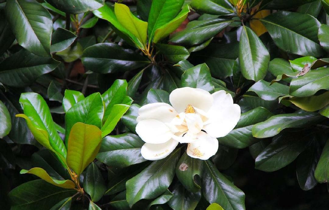 盘点史上最全中国各城市市花,中国各个地方的市花