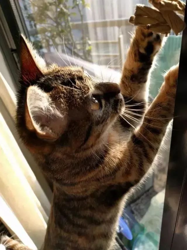 姣嶇尗鍓冩瘺缂撹В鍙戞儏,姣嶇尗鍙戞儏鍓冩瘺鎬庝箞缂撹В