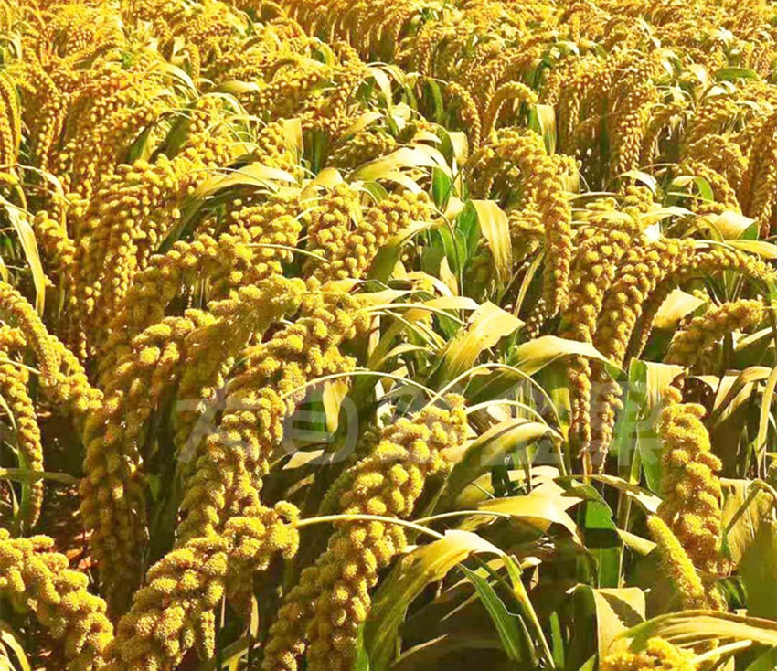 种什么农作物赚钱又稳当,农村最适合种植什么农作物挣钱