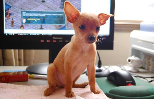 五种便宜又好养的狗,几款便宜好养的狗