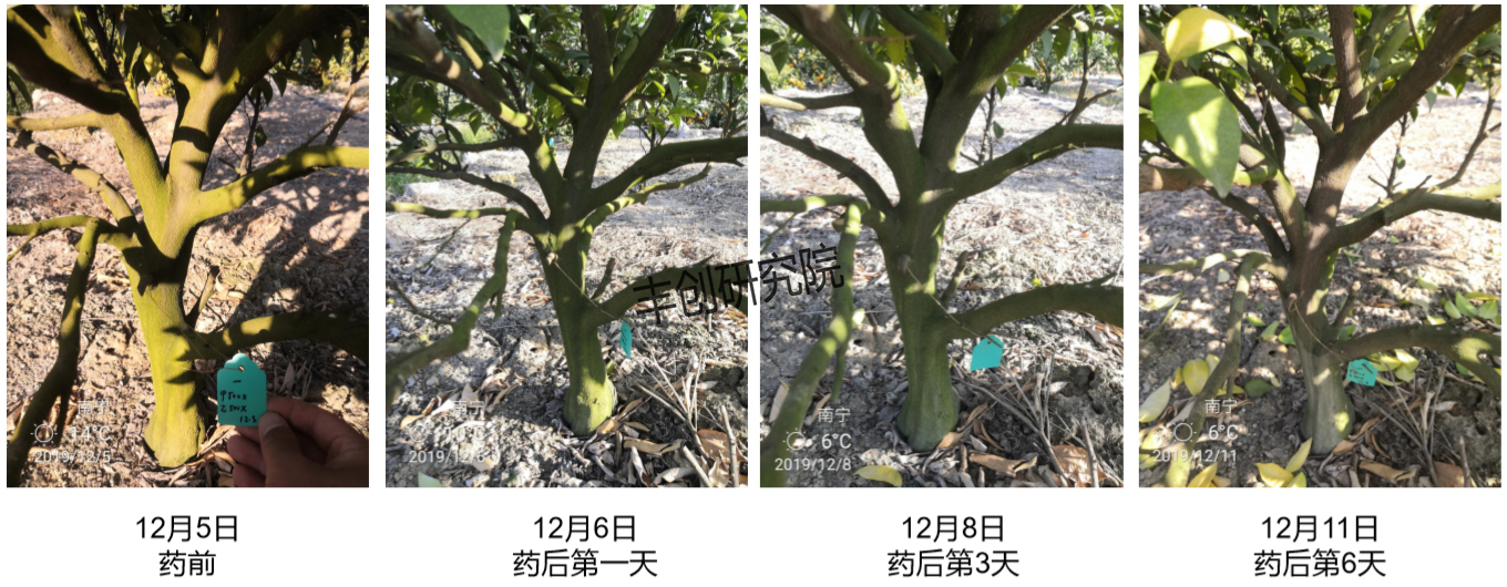 农田里的青苔怎样防治,水田长青苔用什么农药能化青苔