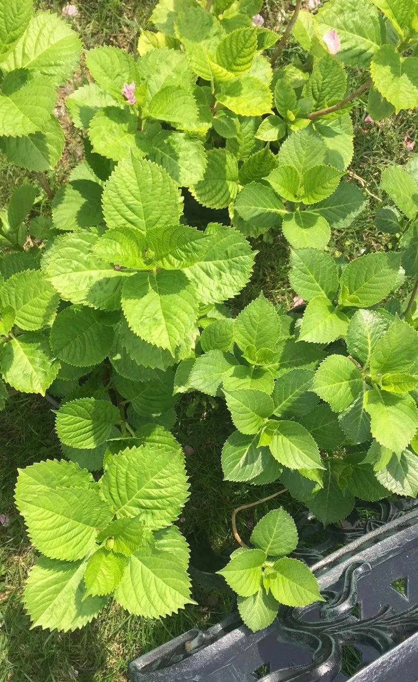 春季绣球叶子发皱怎么回事,夏季绣球老叶子都干枯怎么处理