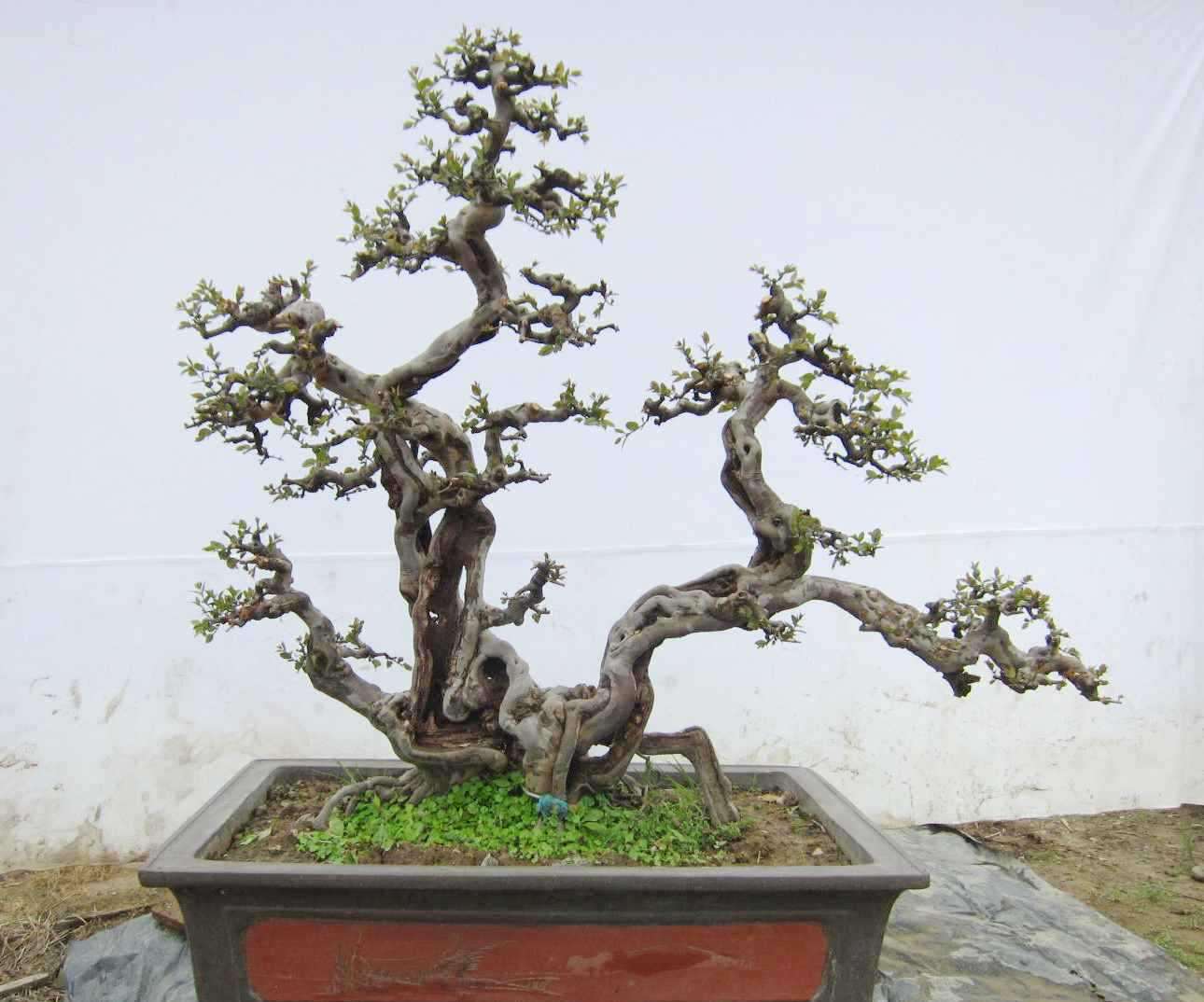 怎样养好雀梅的盆景,怎样养好雀梅盆景