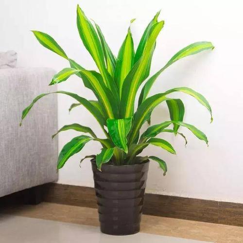 巴西木的叶子太长怎样修剪,巴西木发芽徒长了可以修剪吗