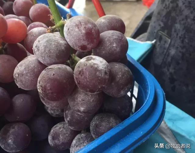 葡萄果粒上的斑点是什么原因,葡萄生锈斑是什么原因