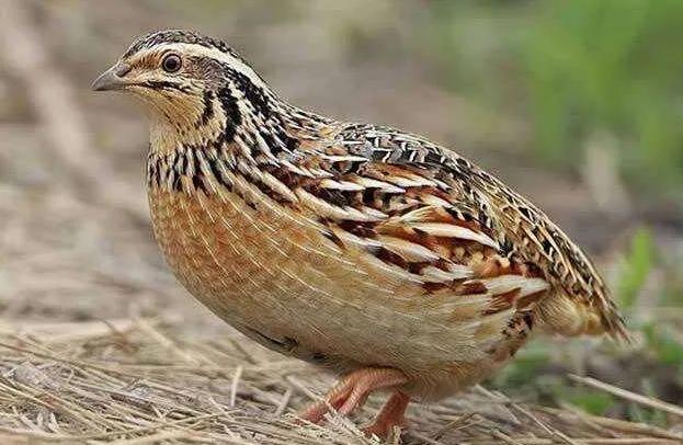 我是成都人,还能吃兔头吗?我妈常做奶汤野生鲫鱼,能吃不……牛蛙、火鸡、竹鼠,这些还能再吃吗?