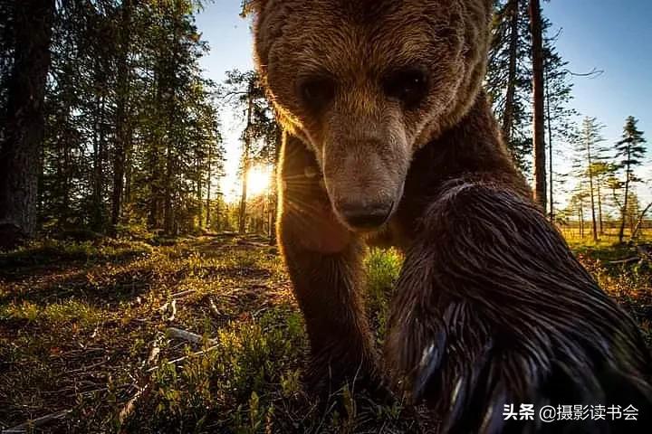 尼康拍野生动物,这位摄影师