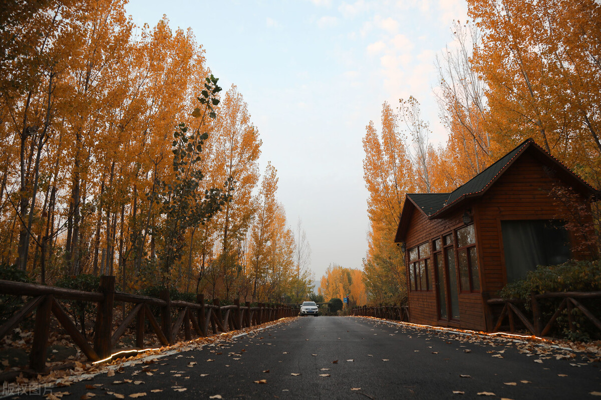 刘若英凤凰男电视剧,刘若英演的凤凰男