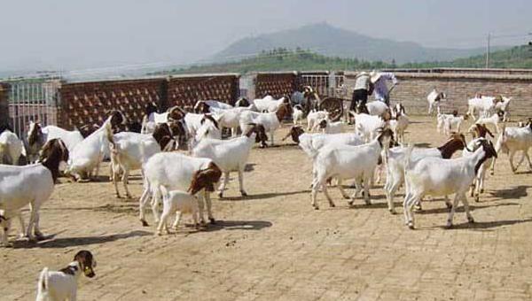 新型农村创业商机新项目,农村创业致富小机器