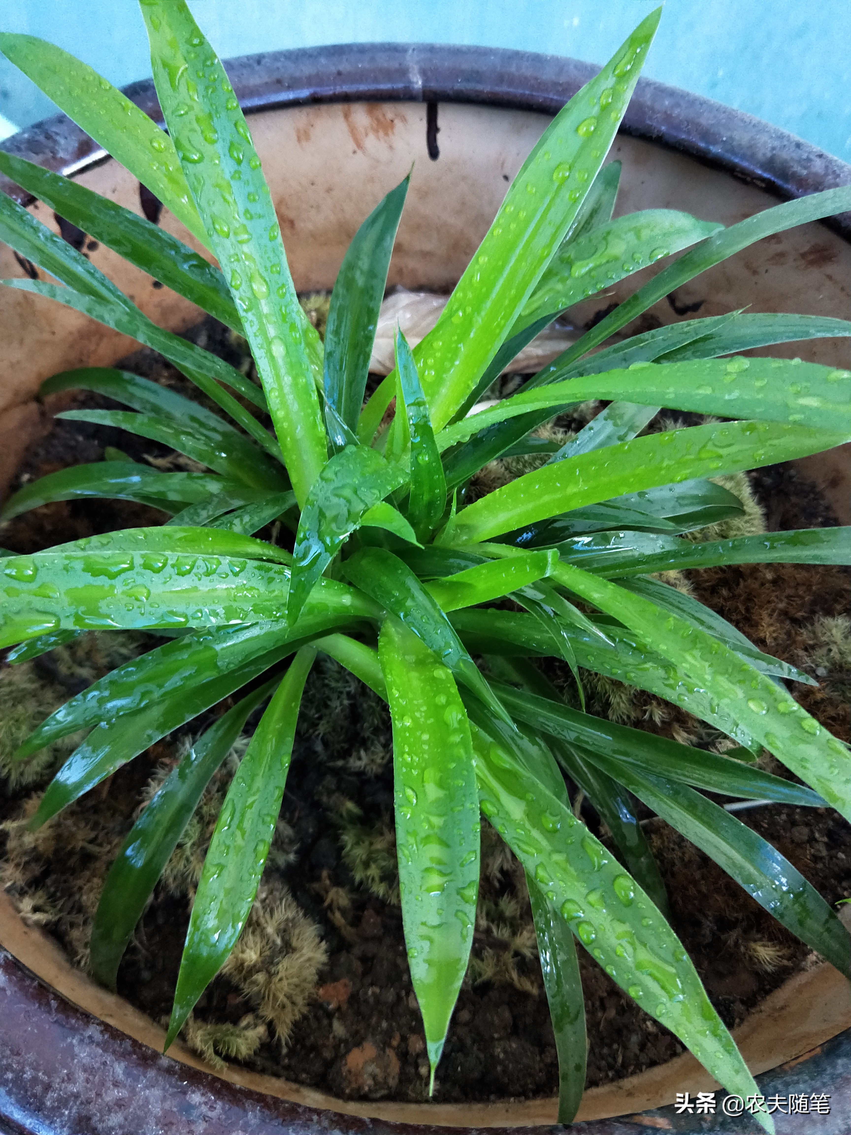 涅槃重生后的吊兰，让我的世界都是花香