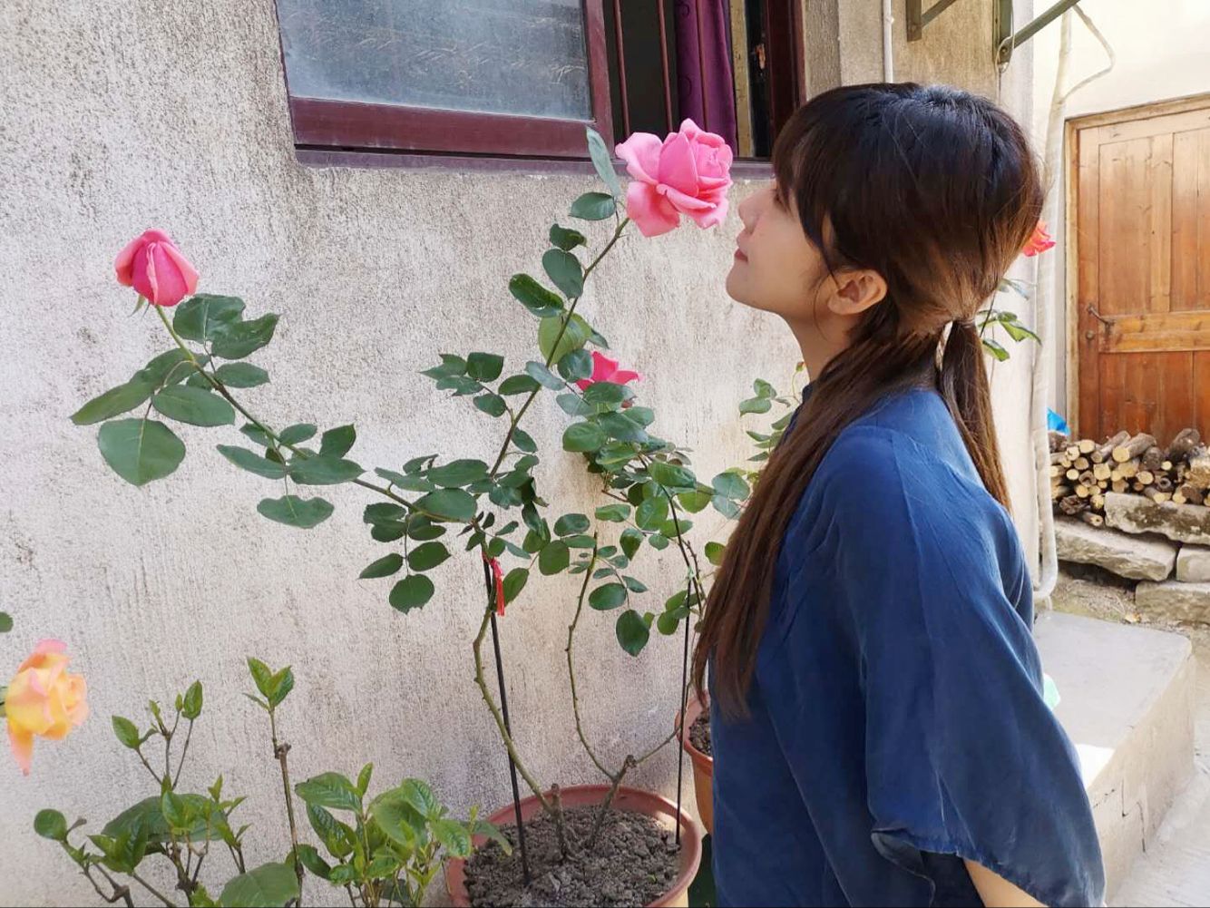 沉香白茶与沉香茶有什么区别,罗汉沉香茶解说词