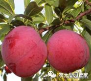 种植新品种果树苗一手货源,各种新品种果树苗木一手货源