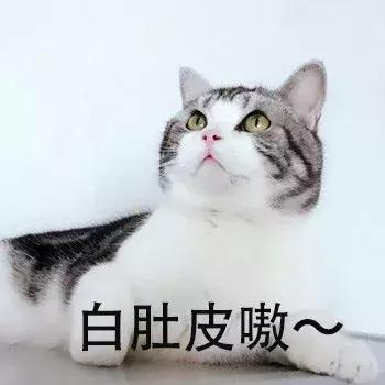 新手第一次养猫养什么品种好,小学生养猫英短猫掉毛吗