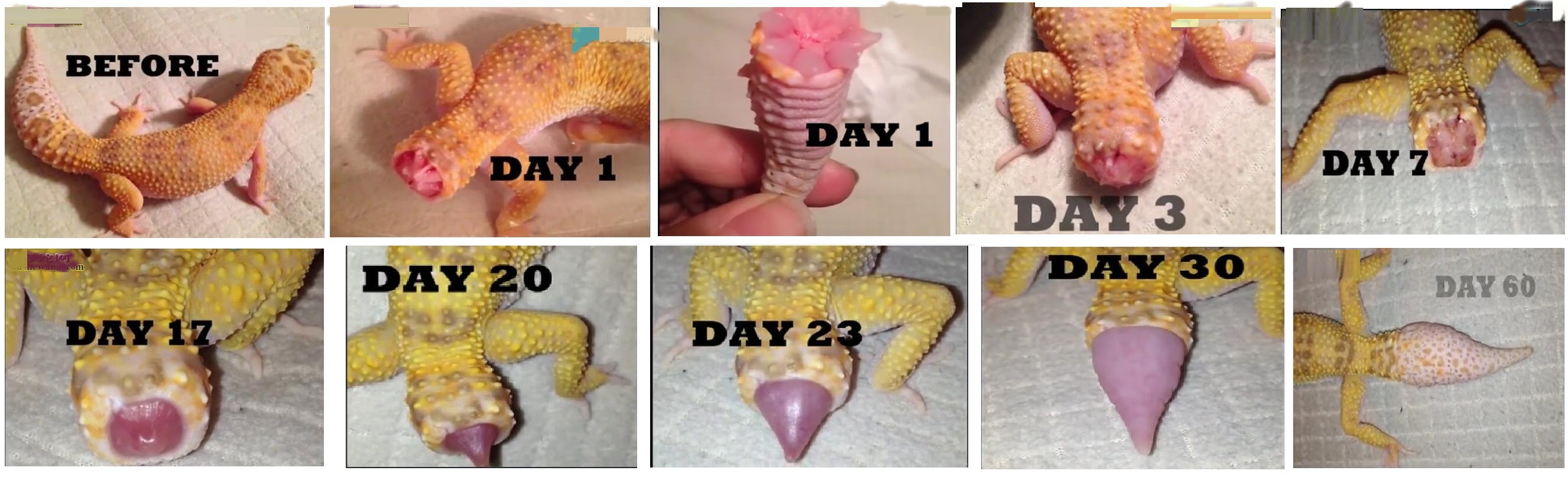 为何老人常说壁虎有剧毒,壁虎咬人无药可救吗