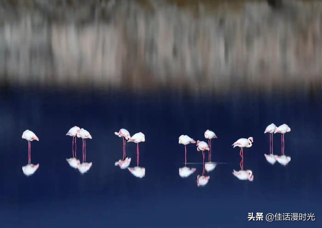 2022全球华人摄影大赛,华人摄影大赛