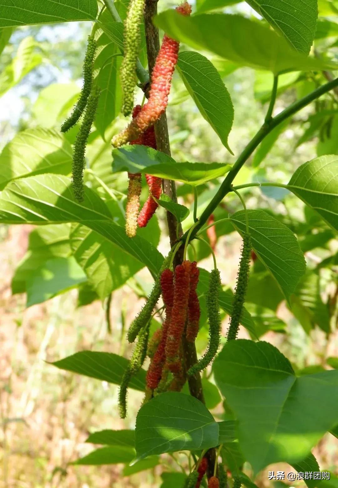 四季果桑有几个品种,新手种果桑哪个品种最好