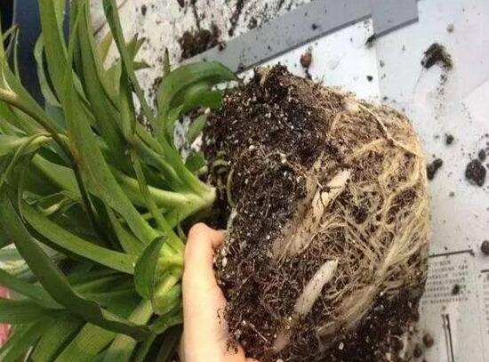 吊兰烂根怎么回事怎么处理,吊兰总是烂叶烂根是啥原因