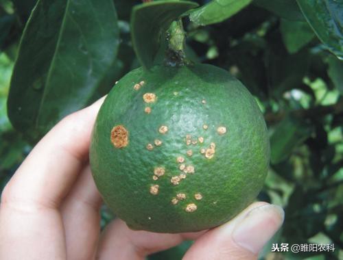 什么药对灰霉病有特效,防治霜霉疫病的农药有哪些