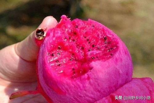 房顶红心火龙果种植,红心火龙果种植需要授粉吗