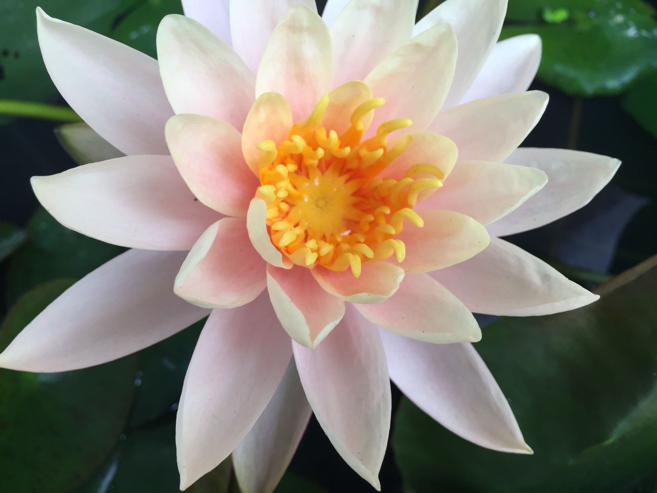 睡莲只长叶子不开花是怎么回事,睡莲几片叶子才能开花