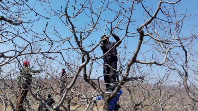 刚栽的苹果幼树怎么修剪,苹果幼树树头怎样修剪
