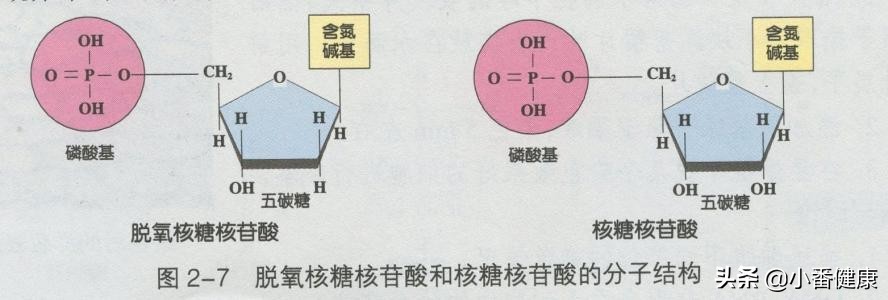 乙肝小三阳肝功能正常体检能过吗,乙肝小三阳肝功能正常算肝病吗