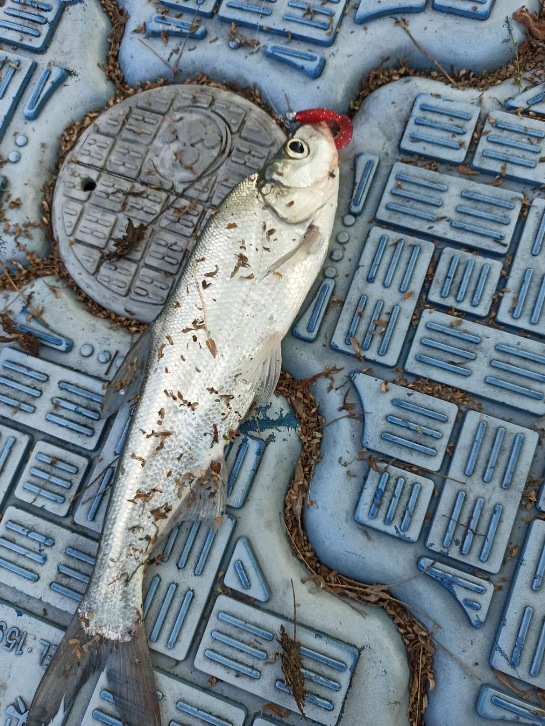 路亚马口入门装备推荐 (海钓路亚入门装备推荐)