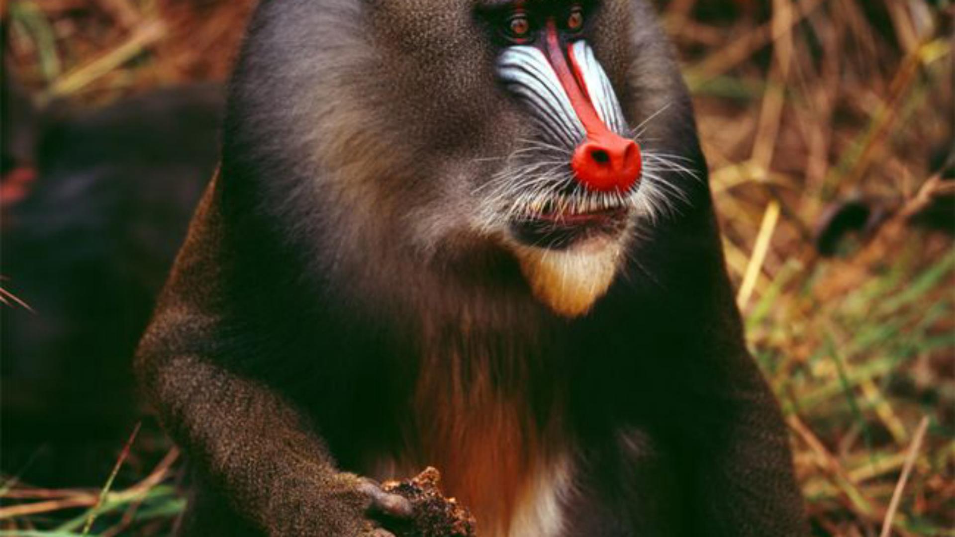 非洲山鬼，猴族*物尤**—山魈，并非鬼怪，而是现实版的“美猴王”