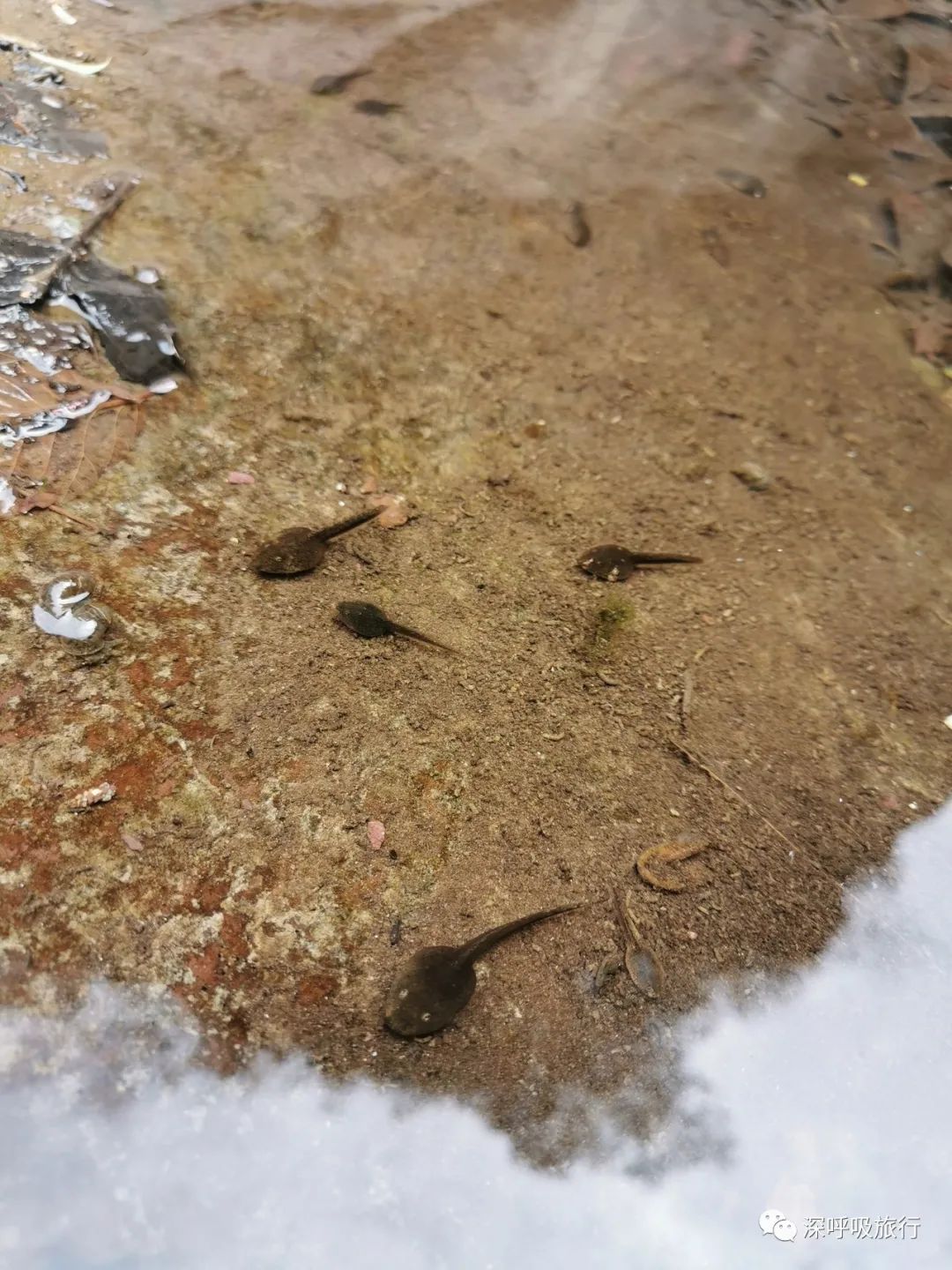 靖西双龙峡网红小火车,京西小九寨二日游