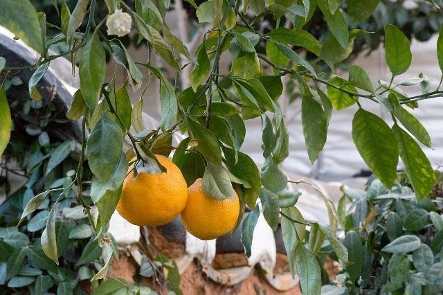 雨季柑橘怎样防治病虫害,柑橘春季病虫害防治方法