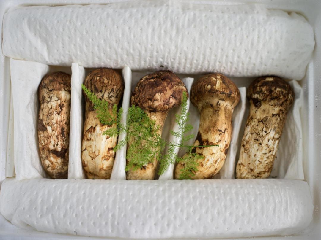 新鲜松茸清洗后吸水量大保存方法,新鲜松茸怎么吃这些吃法值得一试