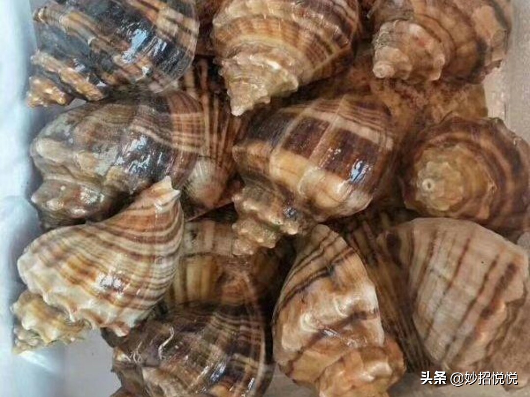 怎么挑选海螺最好,海螺挑选方法