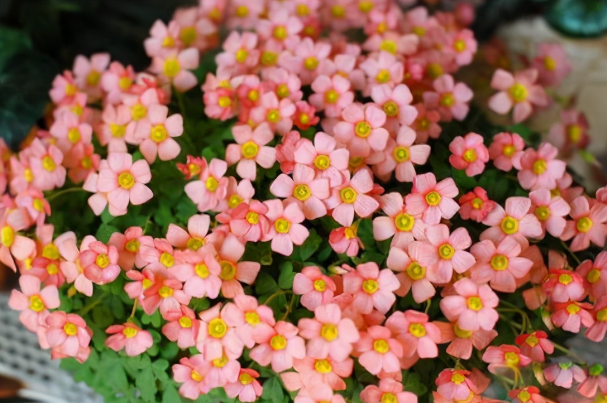 适合种在门口一年四季开花的植物,5种花是爆盆能手花期长